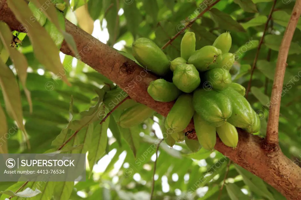 Green fruit of the tree Carambole on Mayotte