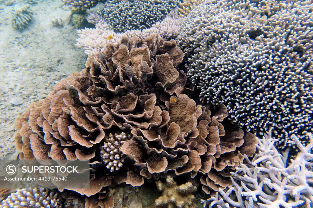 Salad coral reef on the reef of Mayotte