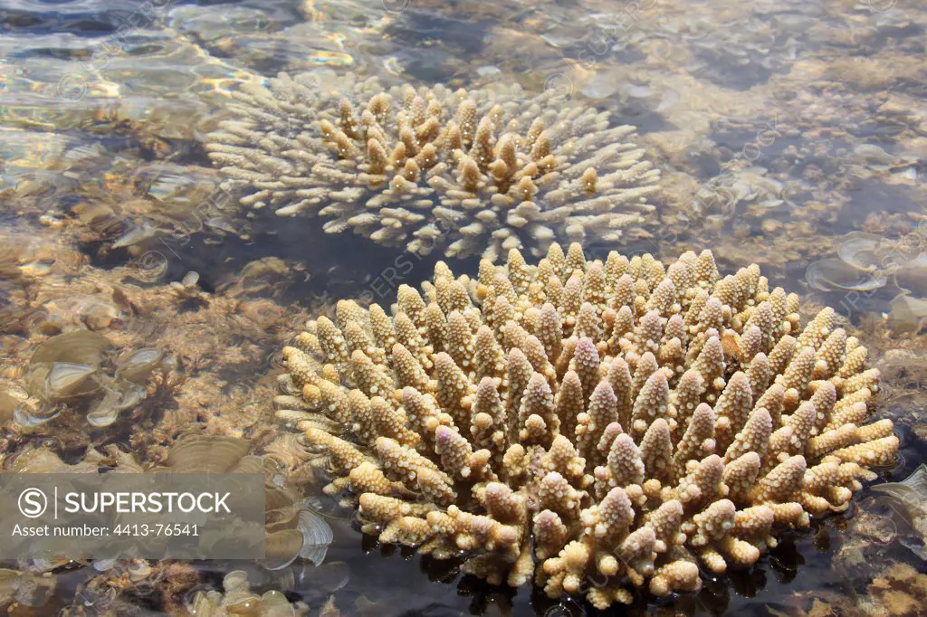 Staghorn Coral emerging at low tide in the lagoon Mayotte