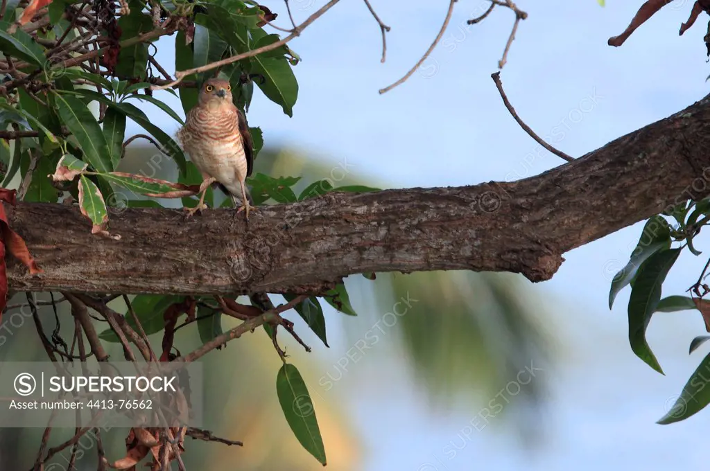 Frances's Sparrowhawk in Mango in Mayotte