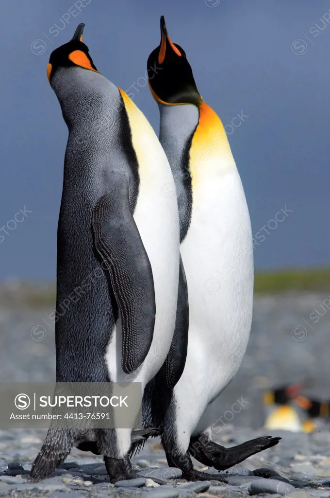 Couple of king penguins in the sun heats up