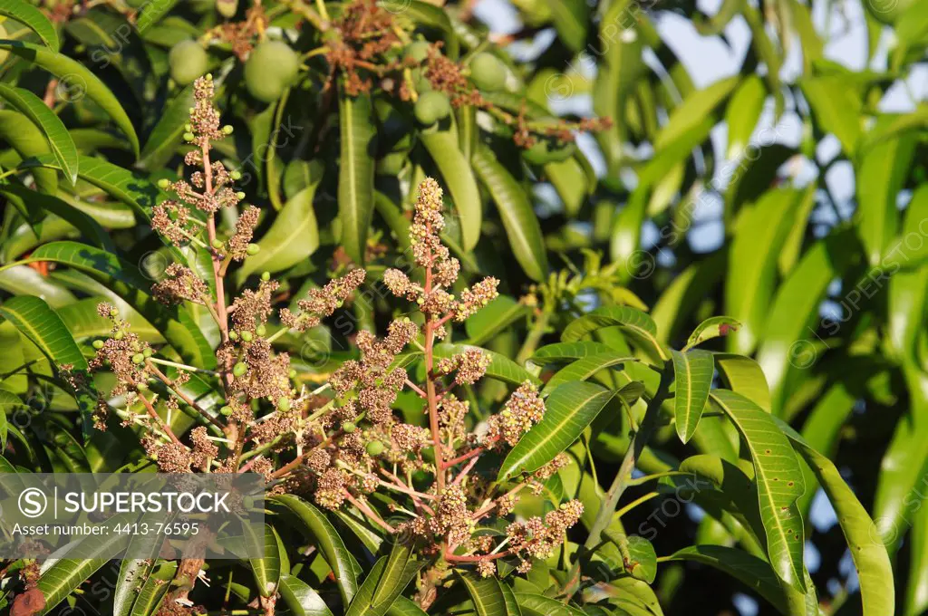 Mango flowers to Mayotte in the Comoros islands