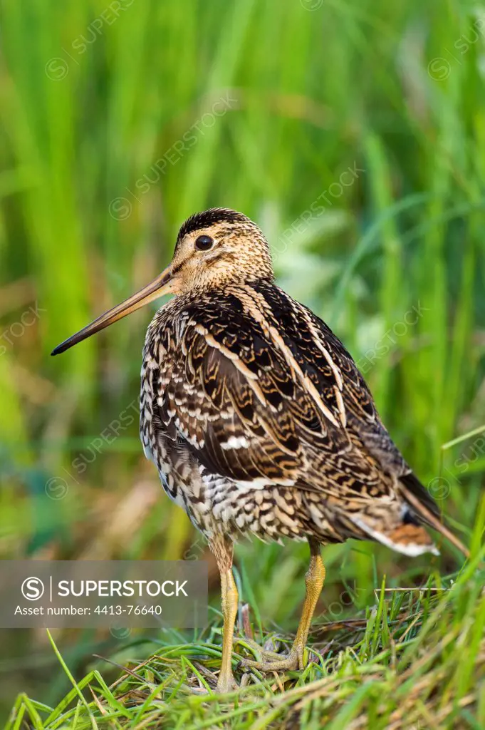 Great snipe in a marsh Poland