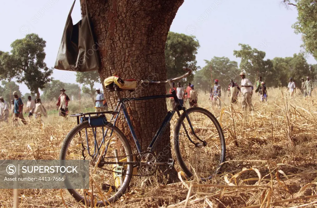 Bicycle on a tree in a field of millet during harvest Mali