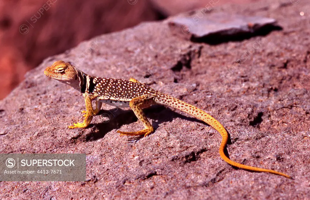 Collared lizard on a rock Utah USA