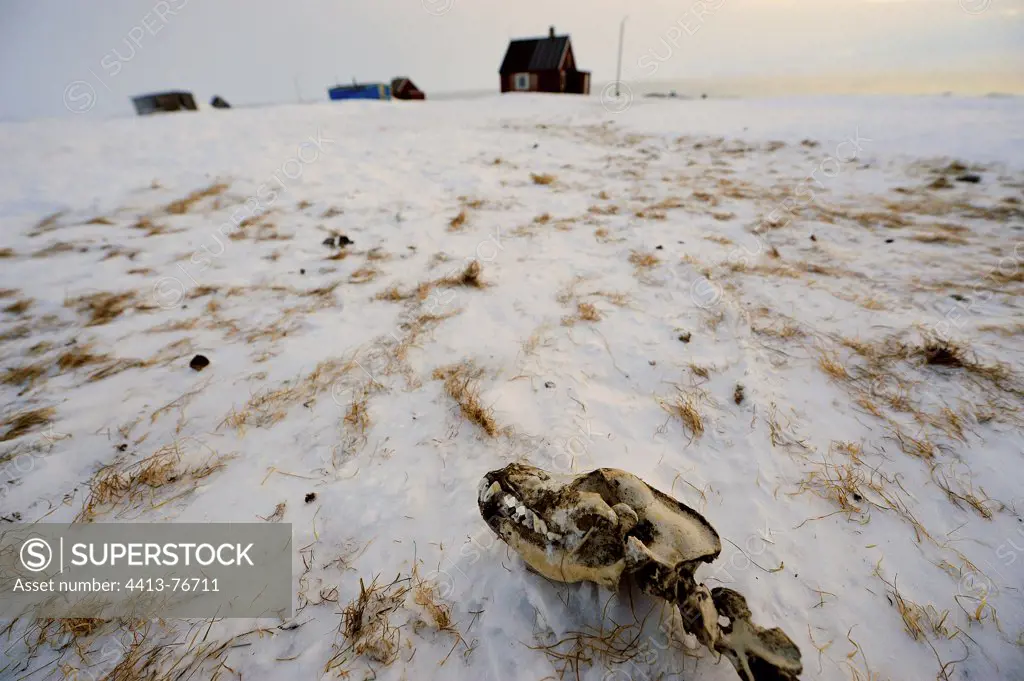 Skull dog in abandoned village of Cap Hope Greenland