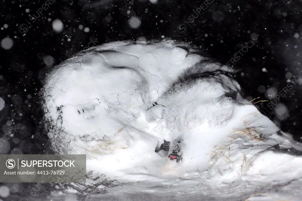 Sleeping dog sledding in snowGreenland