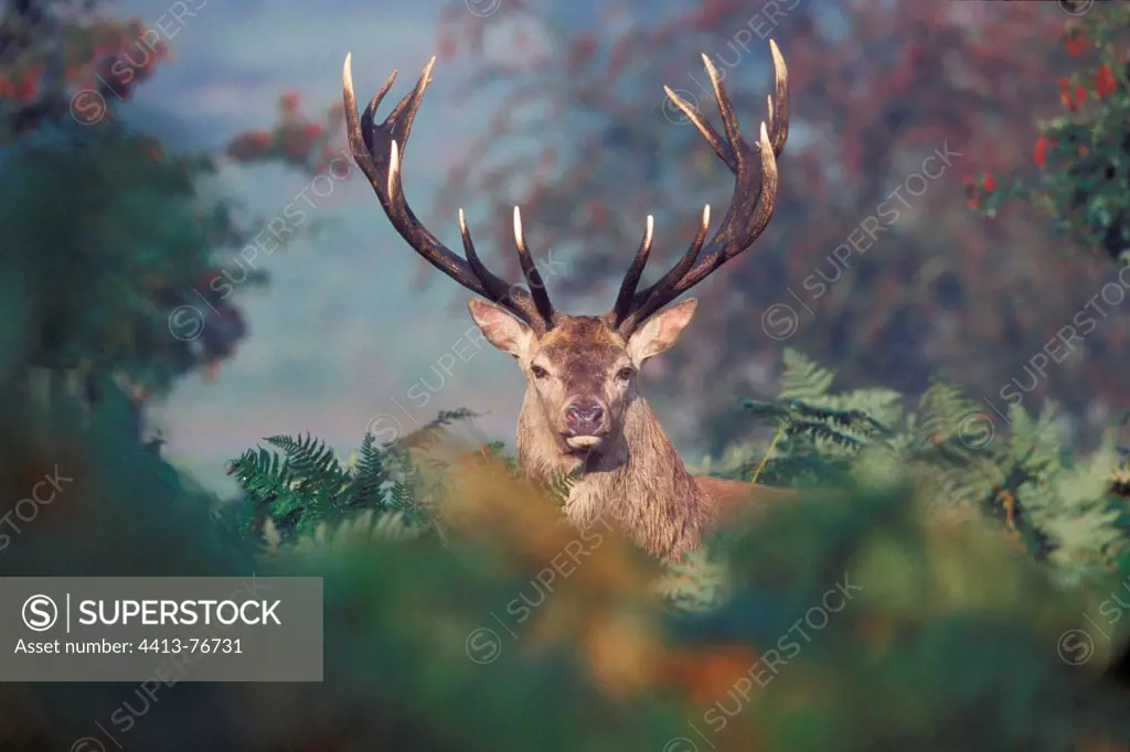 Stag Red deer standing in ferns