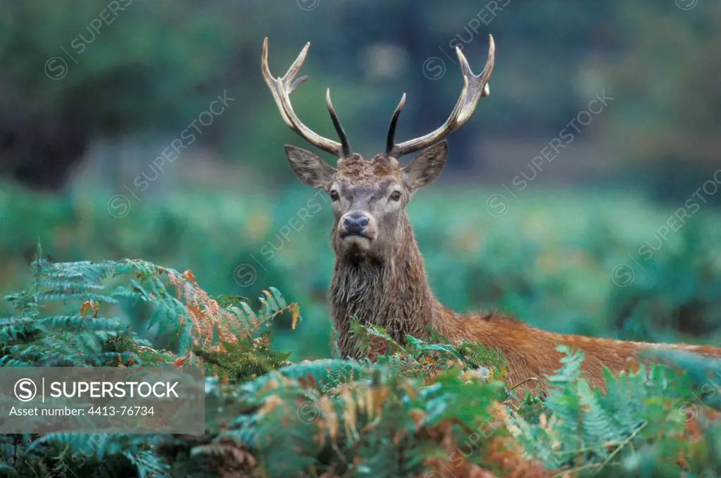 Stag Red deer standing in ferns