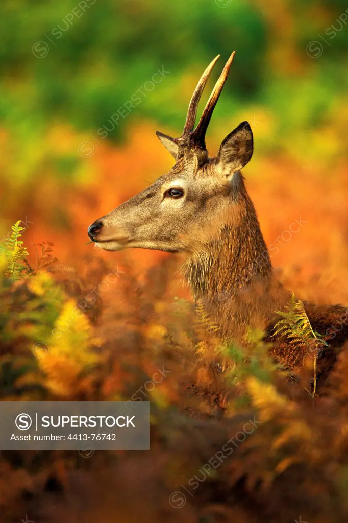 Young male Red deer standing in ferns