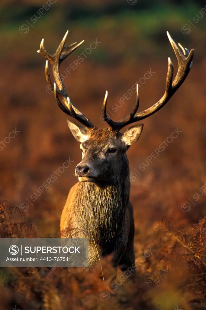 Stag Red deer among the ferns