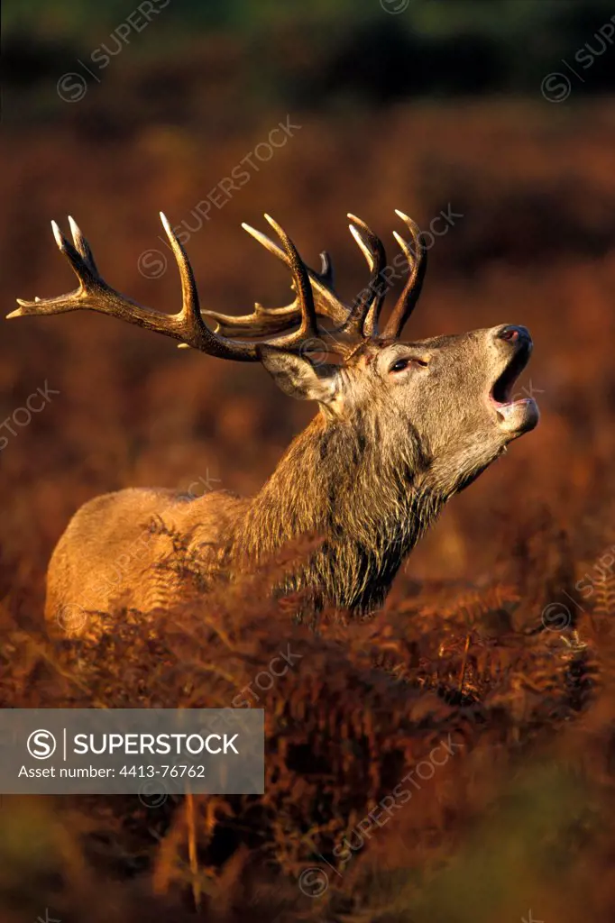 Stag Red deer roaring among the ferns