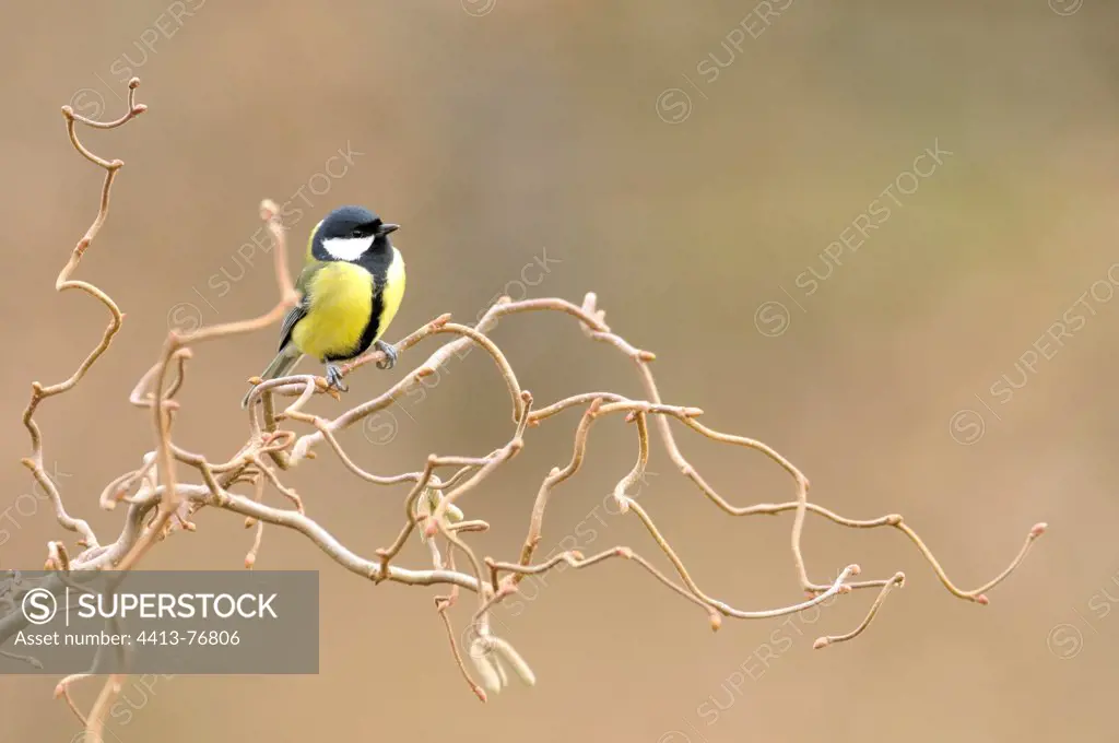Great tit on a branch of hazel tortuous France