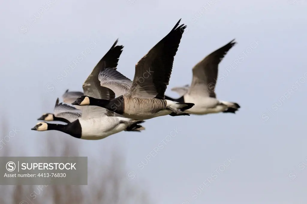 Flight of Canada Geese and Barnacle Geese France