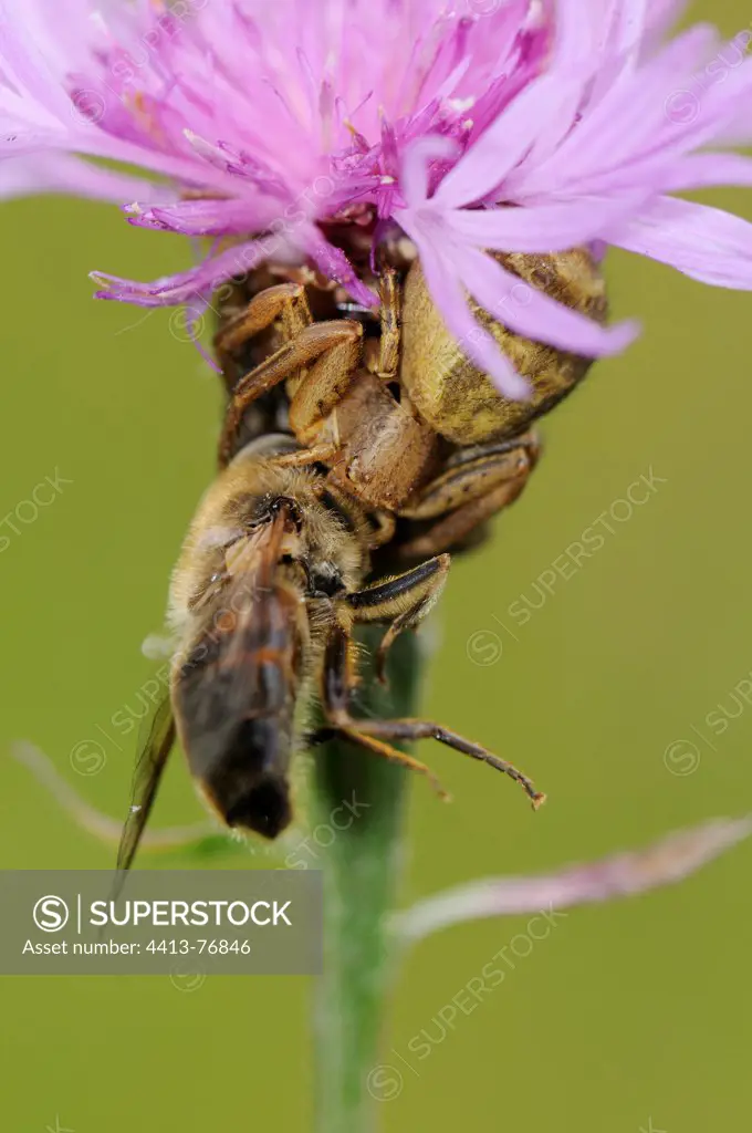 Crab spider eating a bee in a flower France