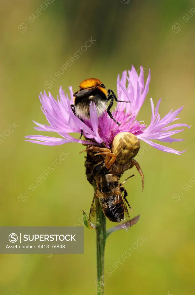 Crab spider eating a bee in a flower and Bumblebee France