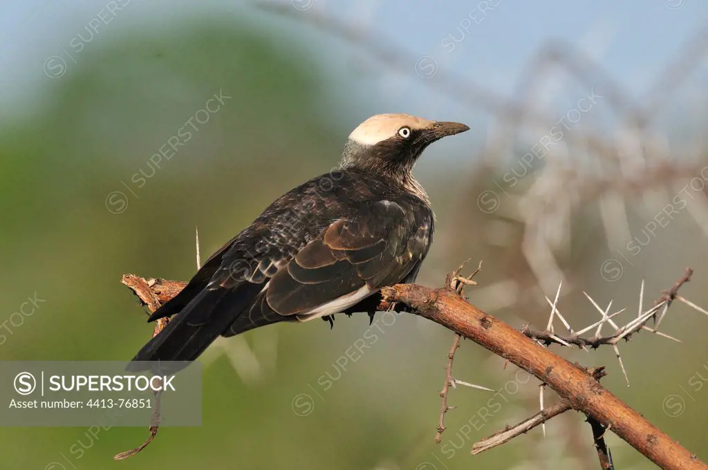 White-crowned Starling sitting on a branch Yabello Ethiopia