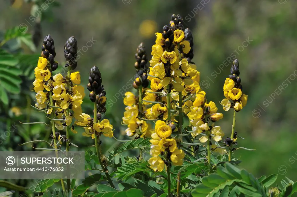 African Senna flowering in Rift Valley Ethiopia