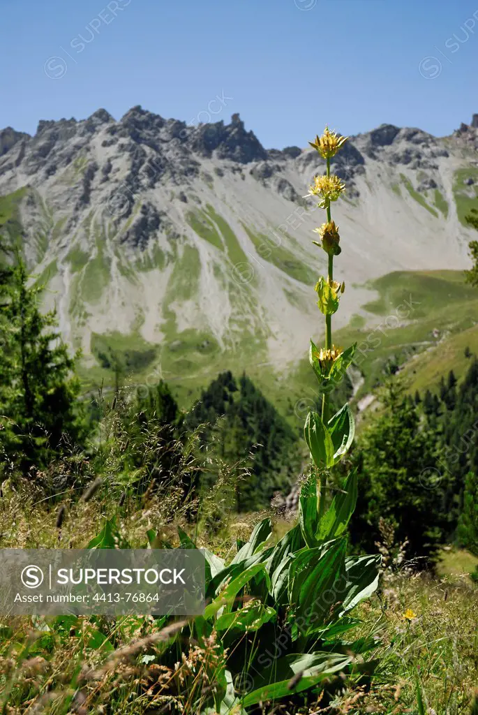 Great Yellow Gentian Massif Ayes Briançonnais Alpes France