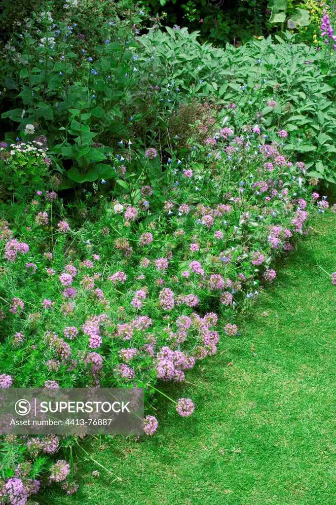 Phuopsis in bloom in a garden