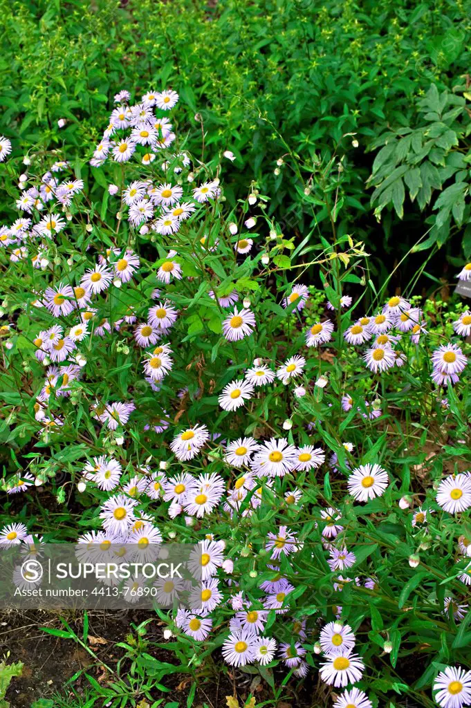 Showy fleabane 'Grandiflorum' in bloom in a garden