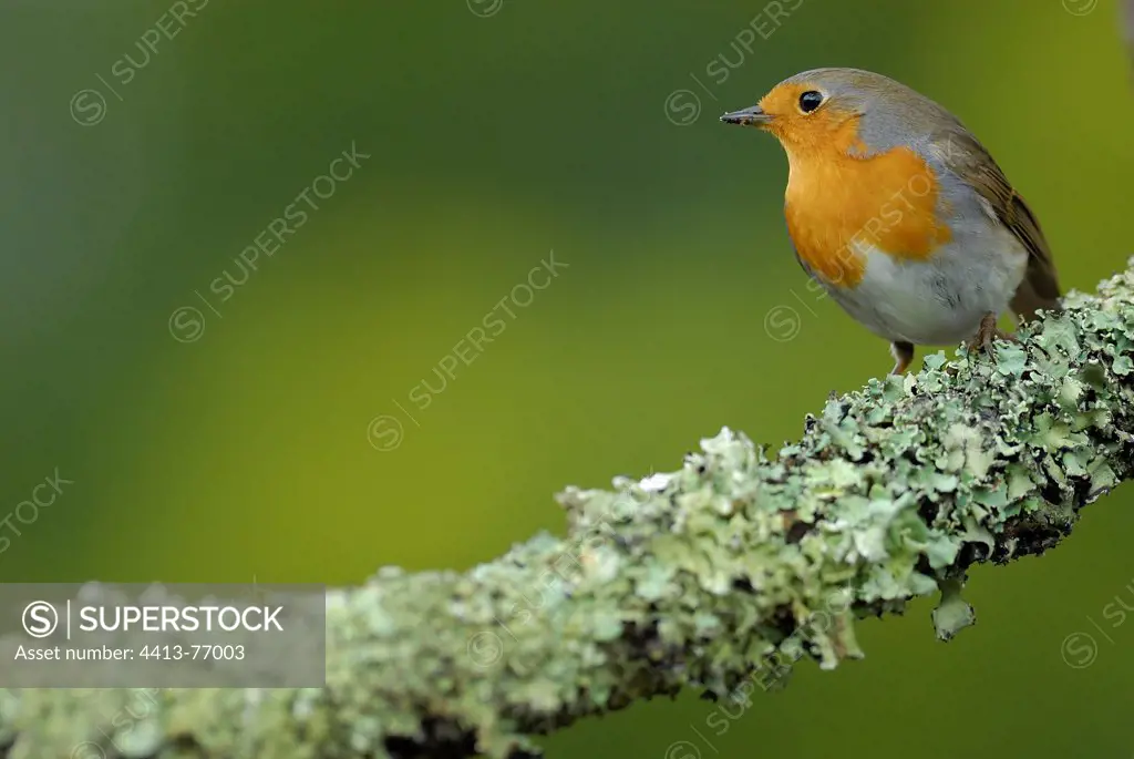 European Robin on branch covered with lichen France