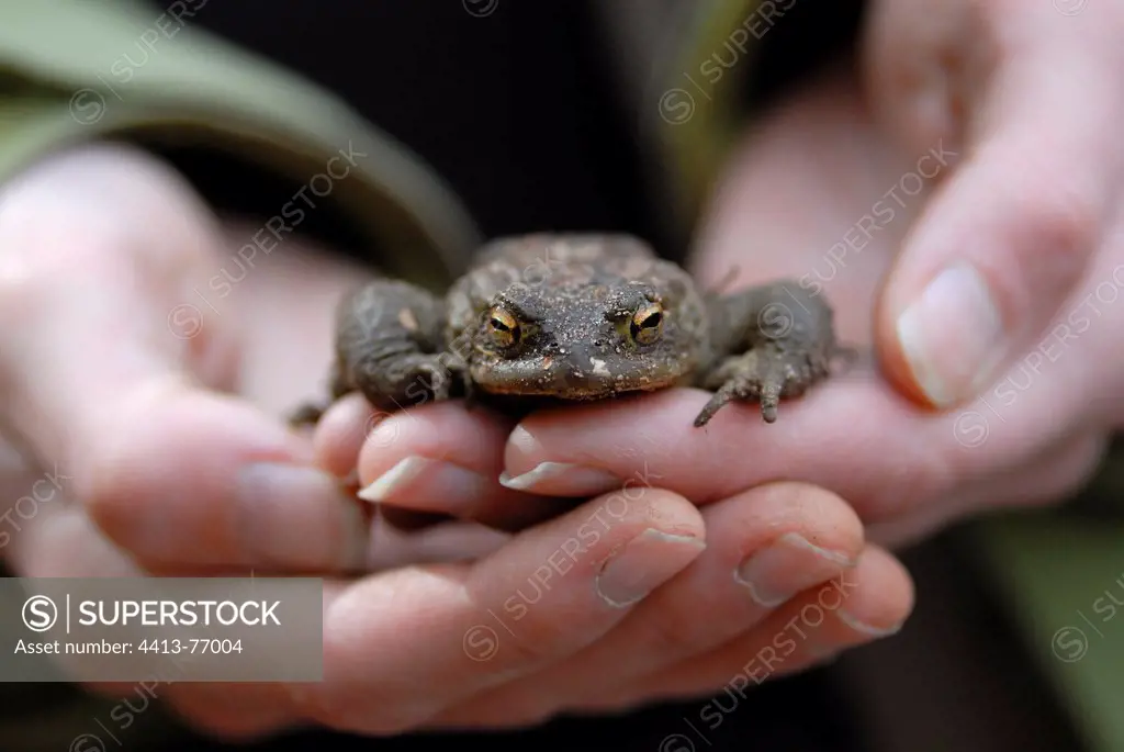 Toad in the hands of a volunteer during the migrationFrance