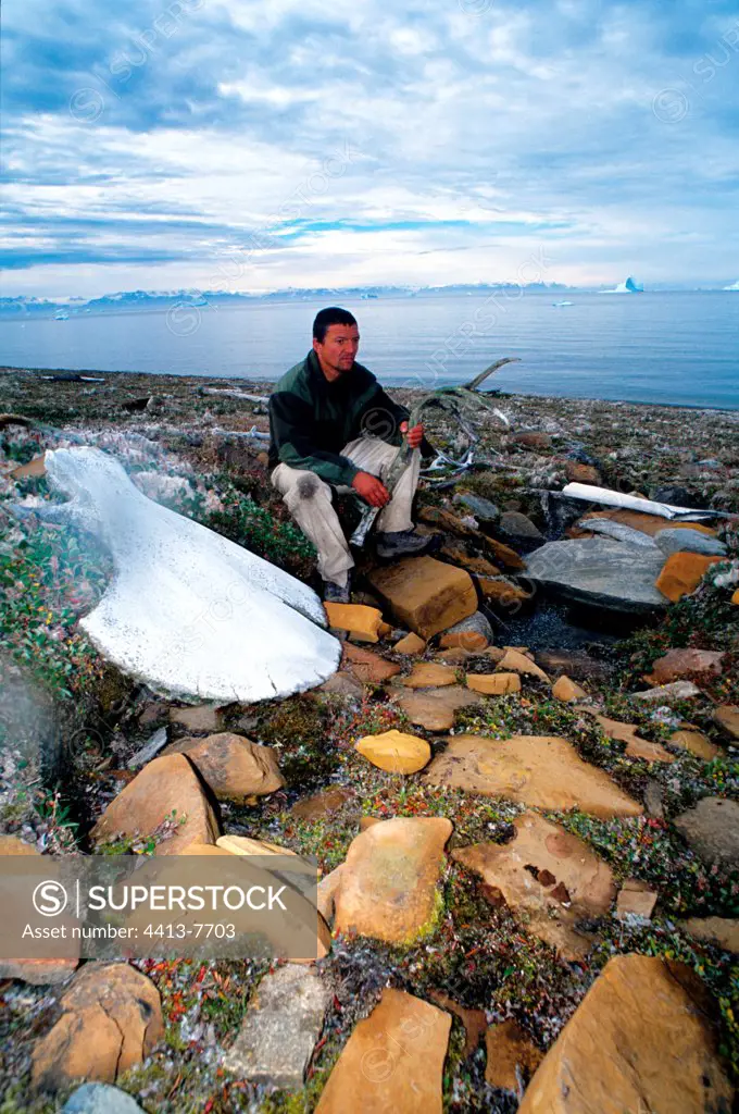 Man examining a horn of caribou Greenland