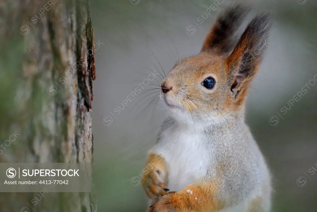 Portrait of Red Squirrel Finland
