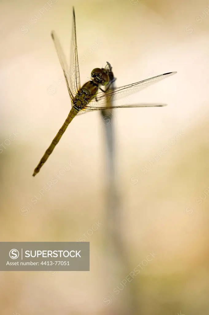 Dragonfly on the stem of a reed Alsace France