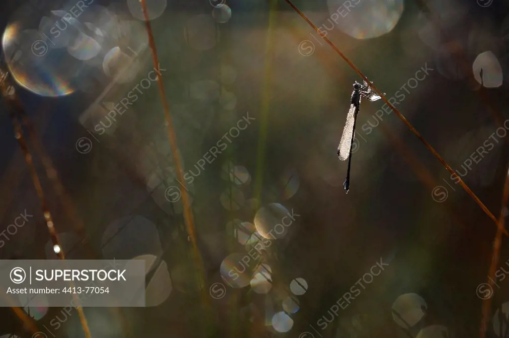 Damselfly covered with dew on a blade of grass France