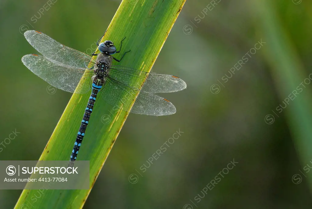 Migrant Hawker on a leave of Iris Brenne Centre France