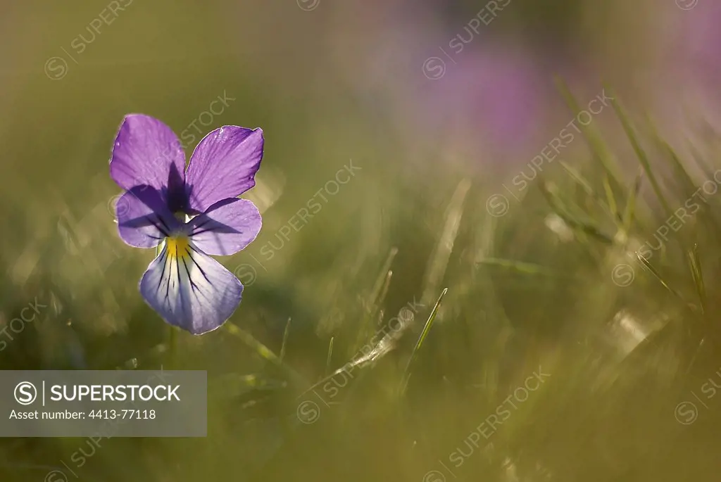 Pansy in flower in the grass Aubrac France