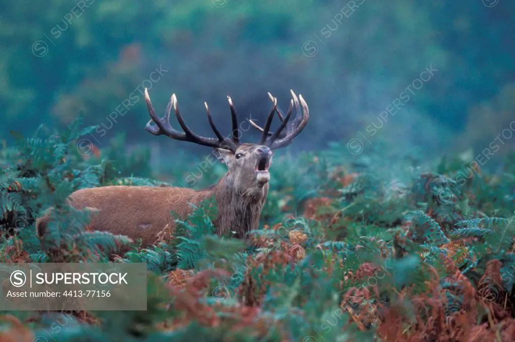Male Red deer roaring standing in ferns Great Britain