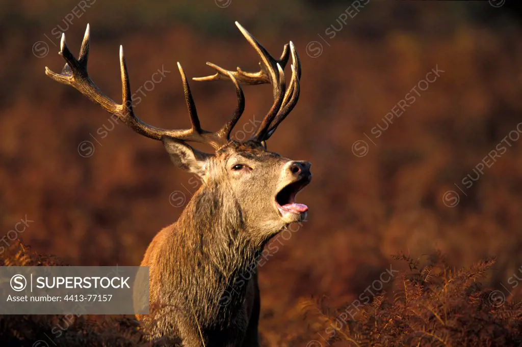 Male Red deer roaring standing in ferns Great Britain