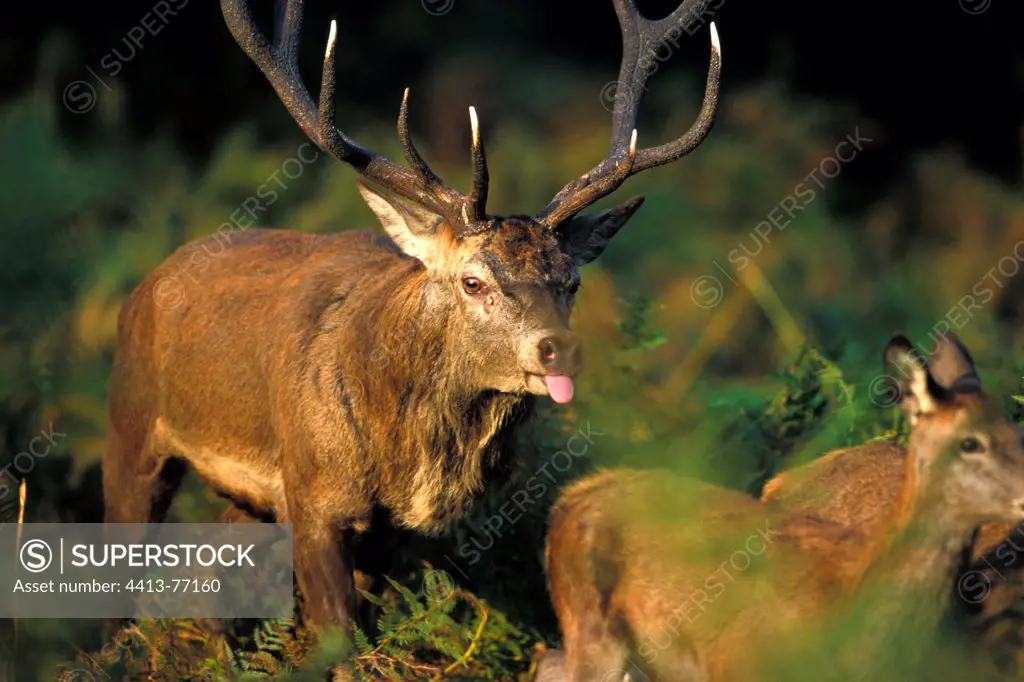 Male Red deer running after hind in ferns Great Britain