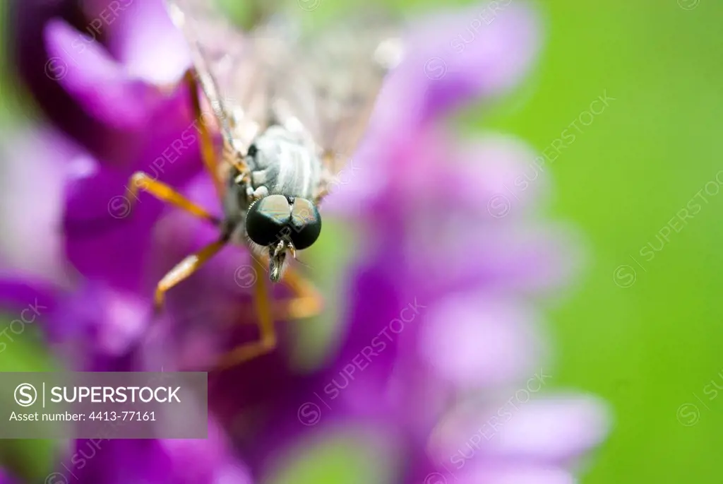 Limestone snipefly on a flower Auvergne France