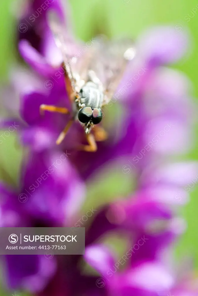 Limestone snipefly on a flower Auvergne France