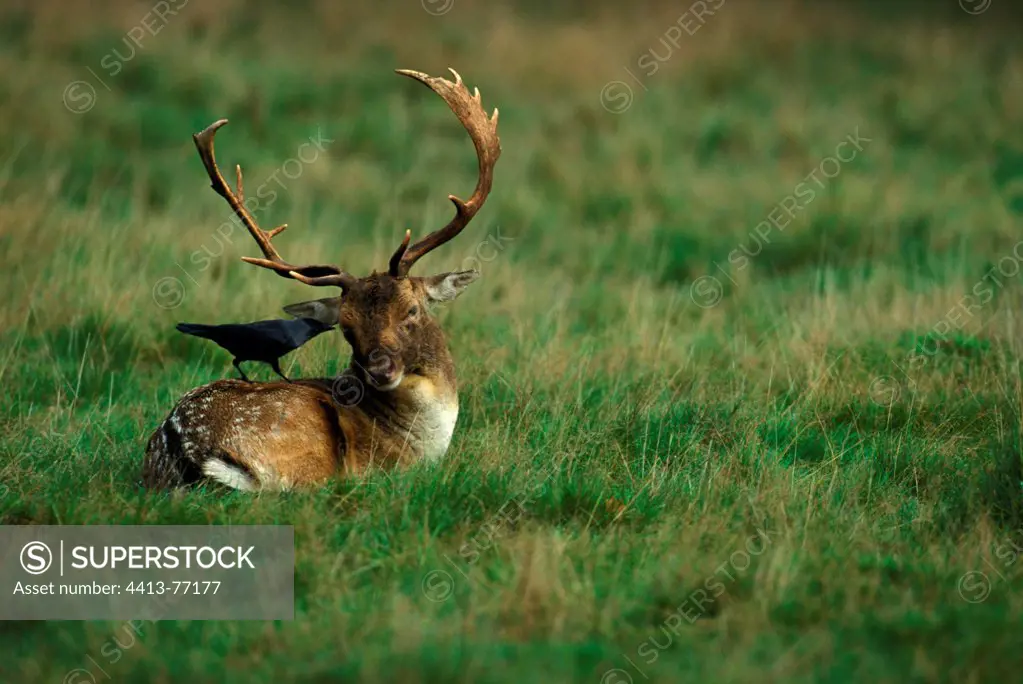 Fallow deer lying with a Jackdaw on the back Great Britain