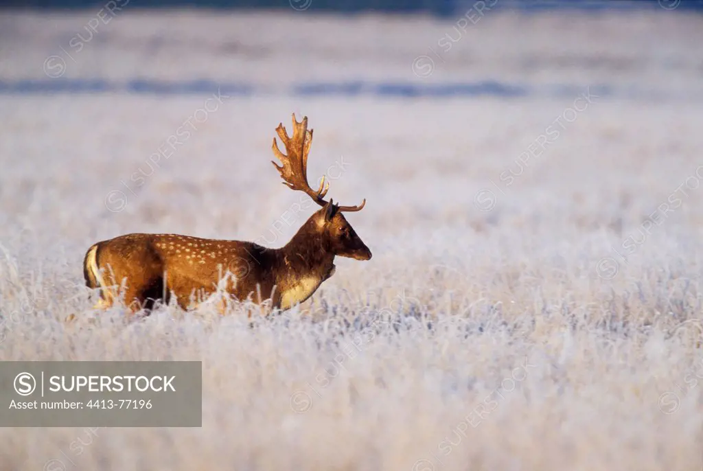 Male Fallow deer in frozen meadow Great Britain