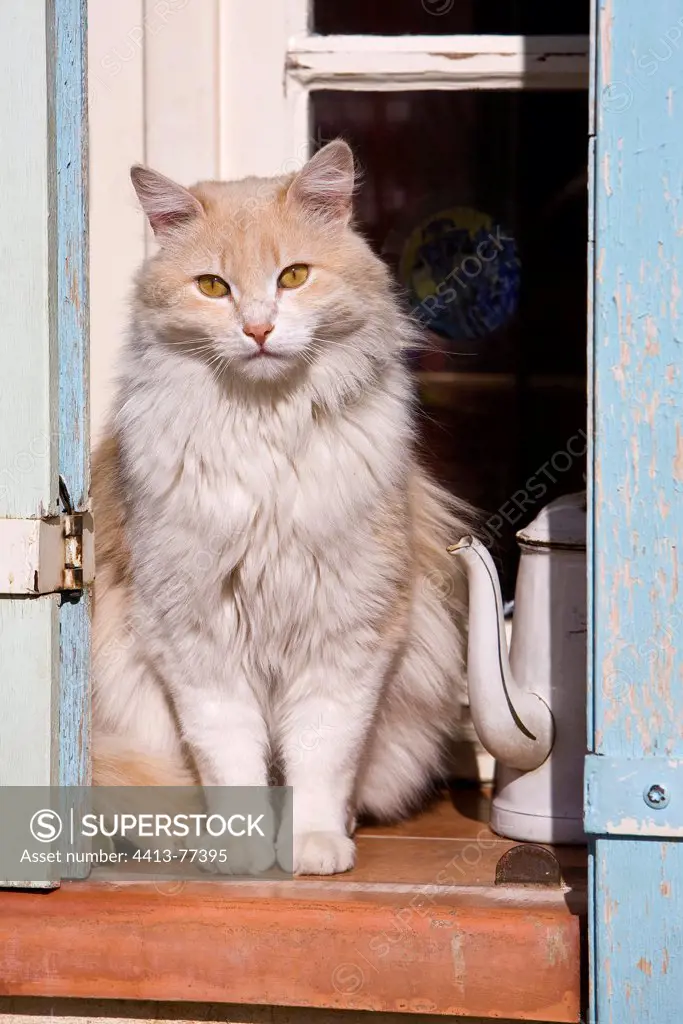 Cat watching sat on a window sill Provence