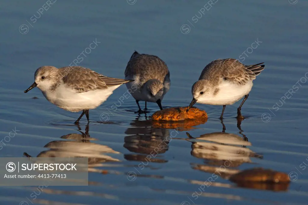 Sanderlings eating in the surf Lincolnshire GB