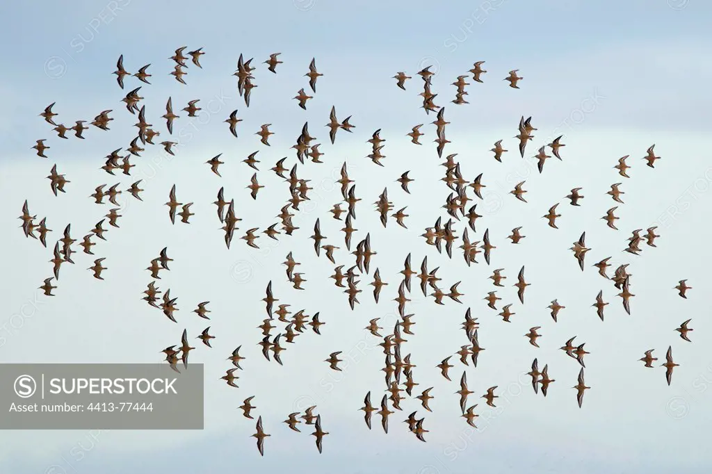 Flock in flight of Dunlins in autumn Great Britain