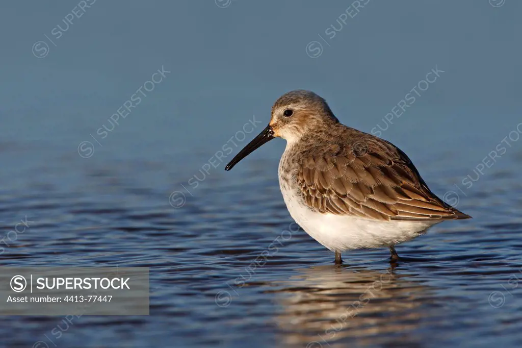 Dunlin looking for food in water Great Britain