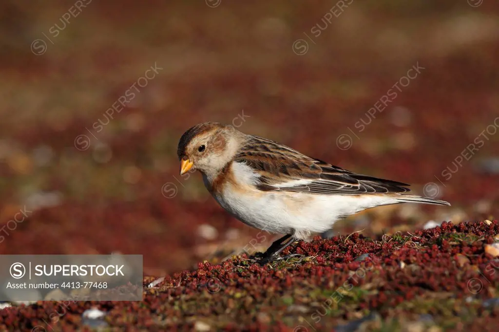 Snow bunting looking for food on the ground