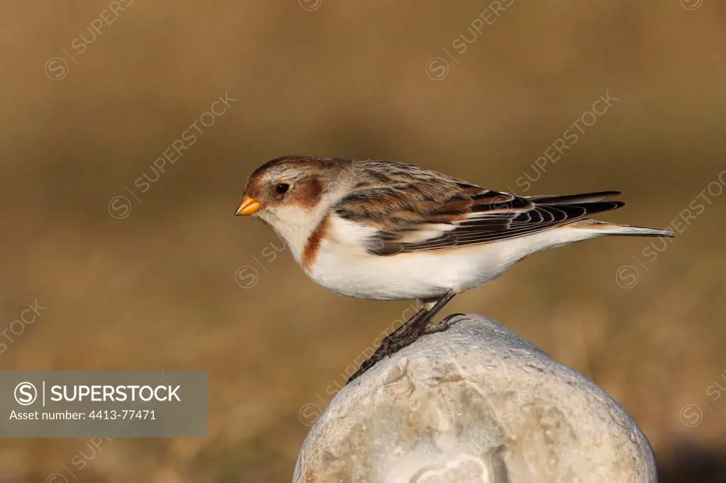 Snow bunting standing on a stone