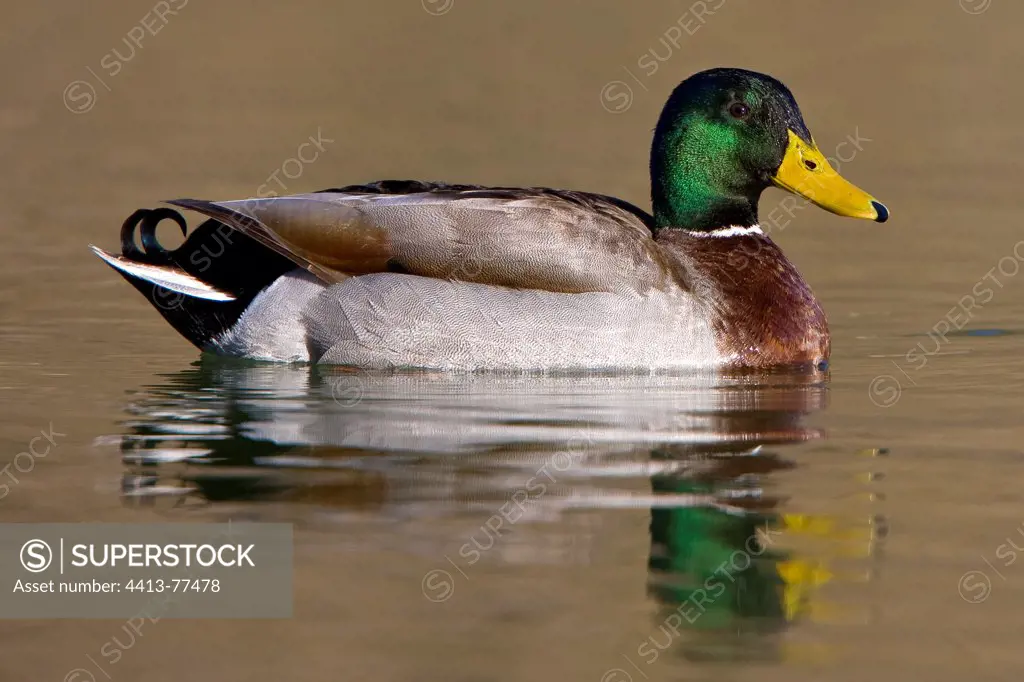 Male Mallard Duck swimming Provence France