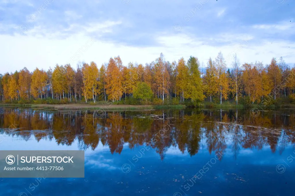 Birch forest by a lake in Lapland Finland
