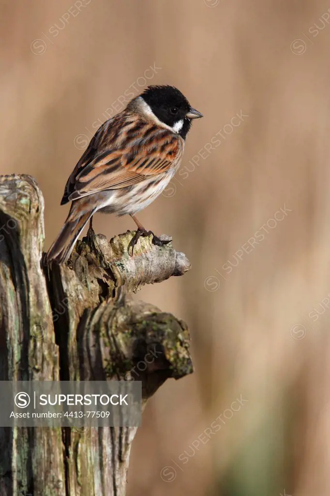 Reed bunting standing on a dead tree