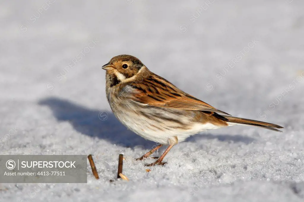 Reed bunting standing on iced pond